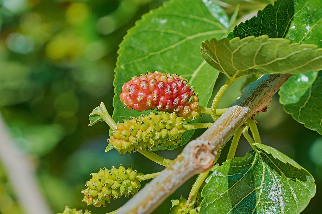 ¿Qué fruto da el árbol de morera?