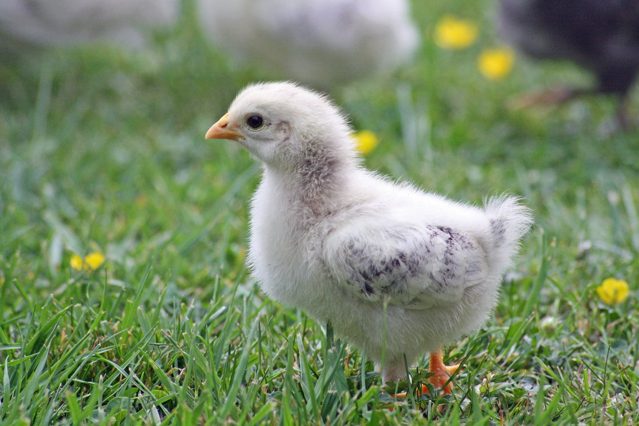 ¿Qué pasa si no hay gallo en un gallinero?