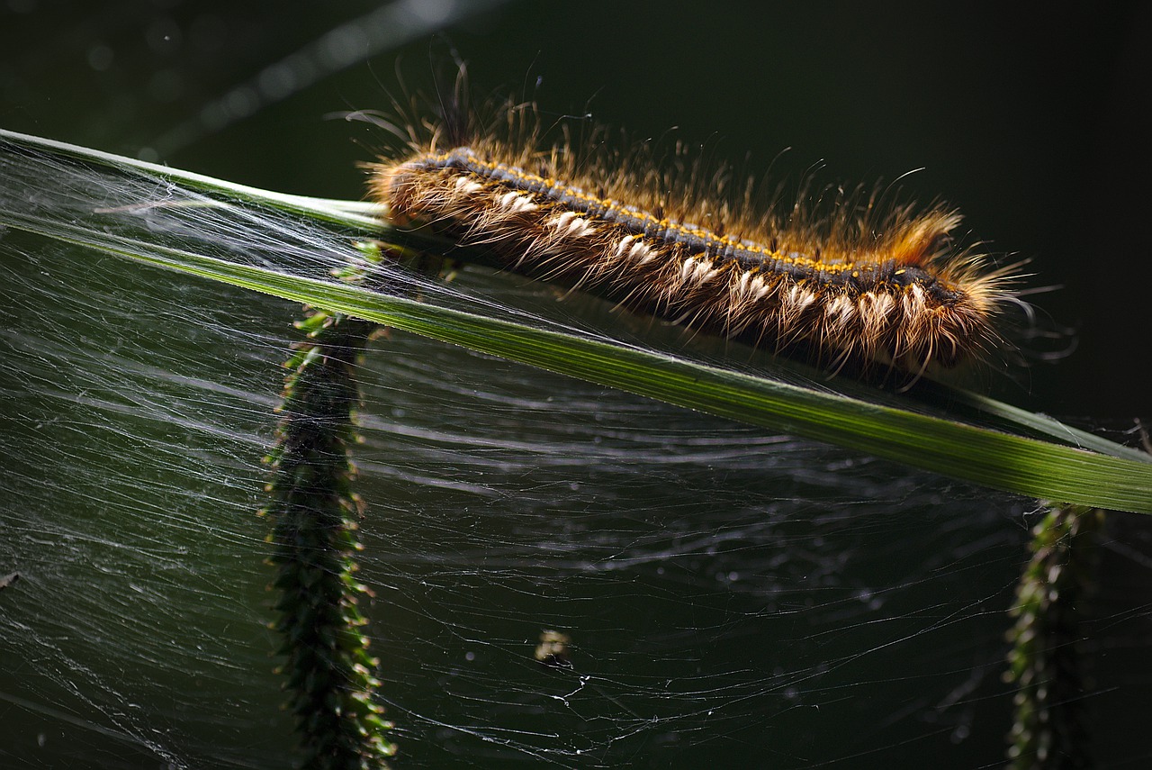 ¿Cómo obtener larvas de mosca soldado negra?