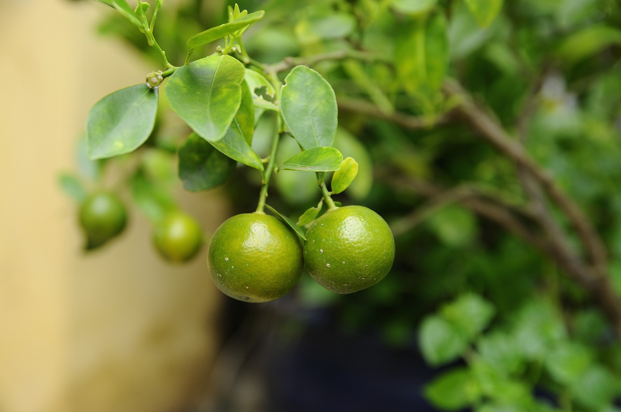 ¿Cómo se come el kumquat?