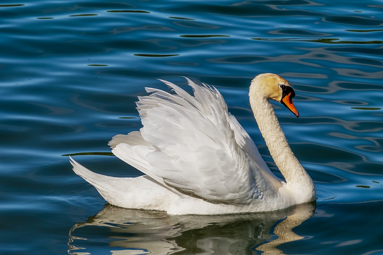 ¿Cómo se llaman las crías de los cisnes?