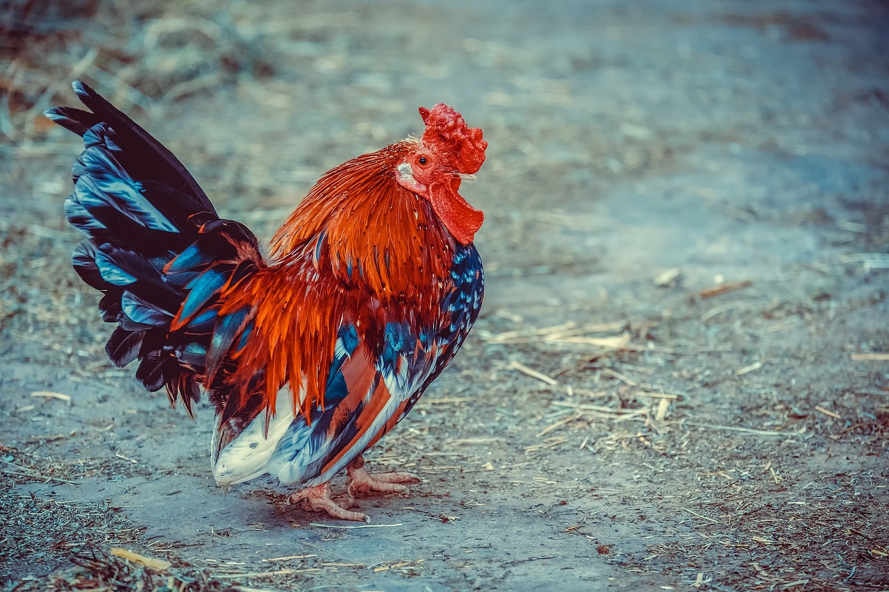 ¿Cómo se llaman los pollos de raza pequeña?