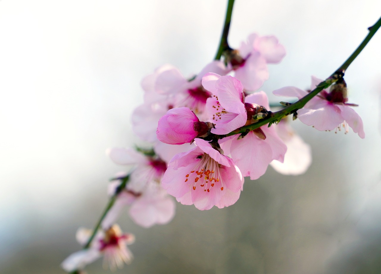 ¿Cómo son las flores de almendro?