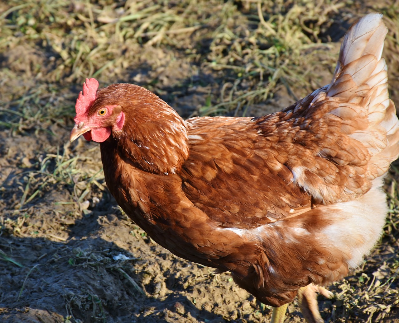 ¿Cuál es la mejor gallina ponedora?