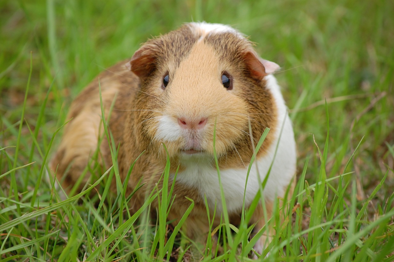 ¿Cuánto tiempo vive una Guinea?