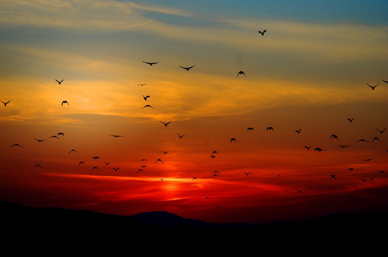 ¿Qué aves hay en Mallorca?