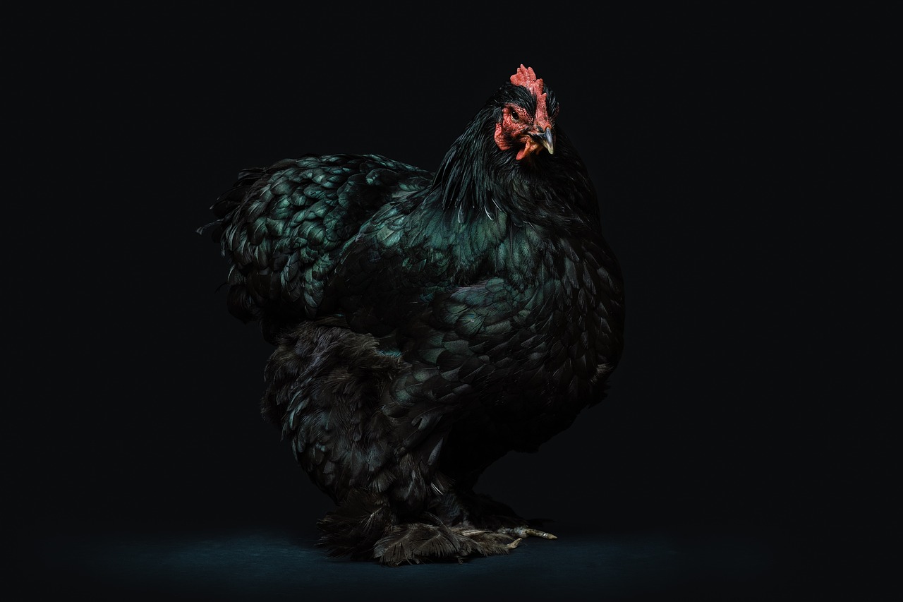 ¿Qué color de huevo pone la gallina negra?