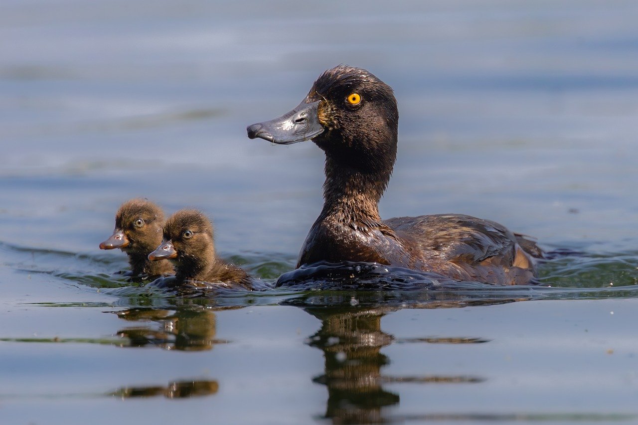 ¿Qué comen los patos colorados?