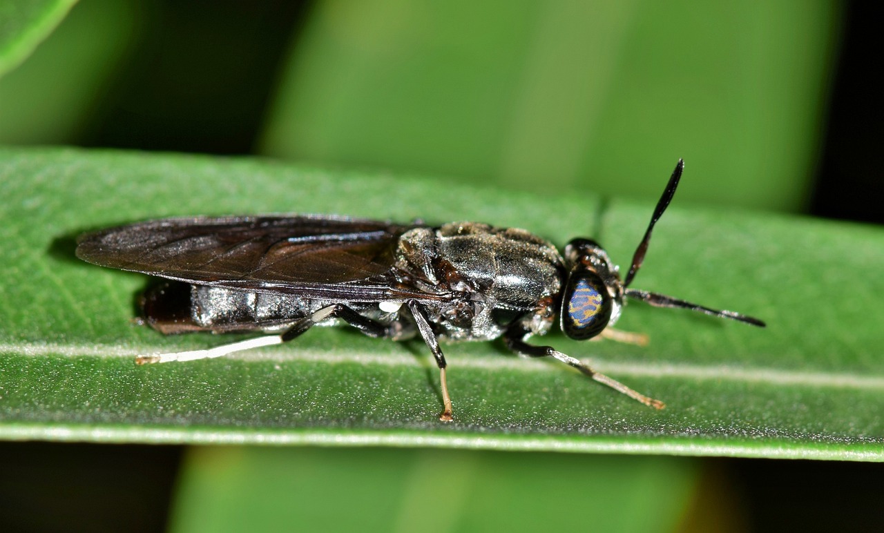 ¿Cómo criar larvas de mosca soldado negro?