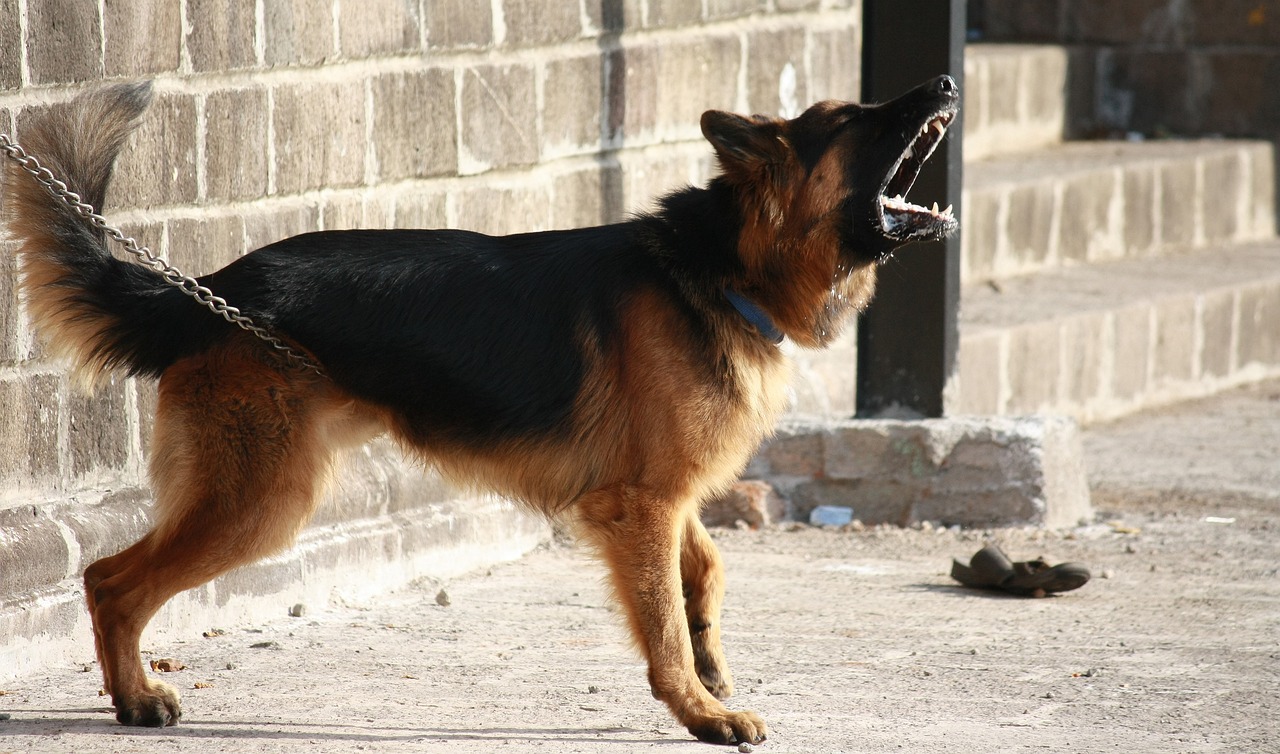 ¿Cuál es el mejor perro guardián de casa?