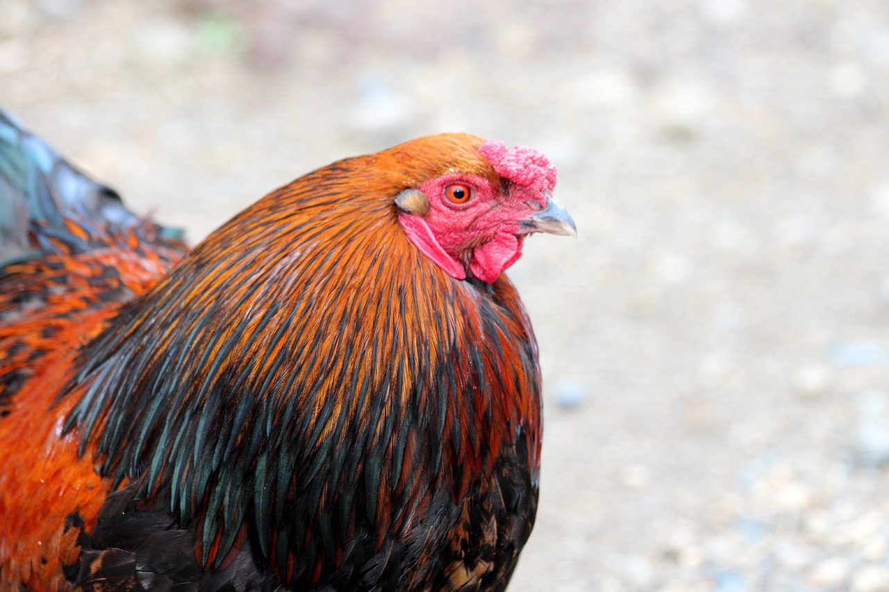 ¿Cuáles son las mejores razas de gallos?