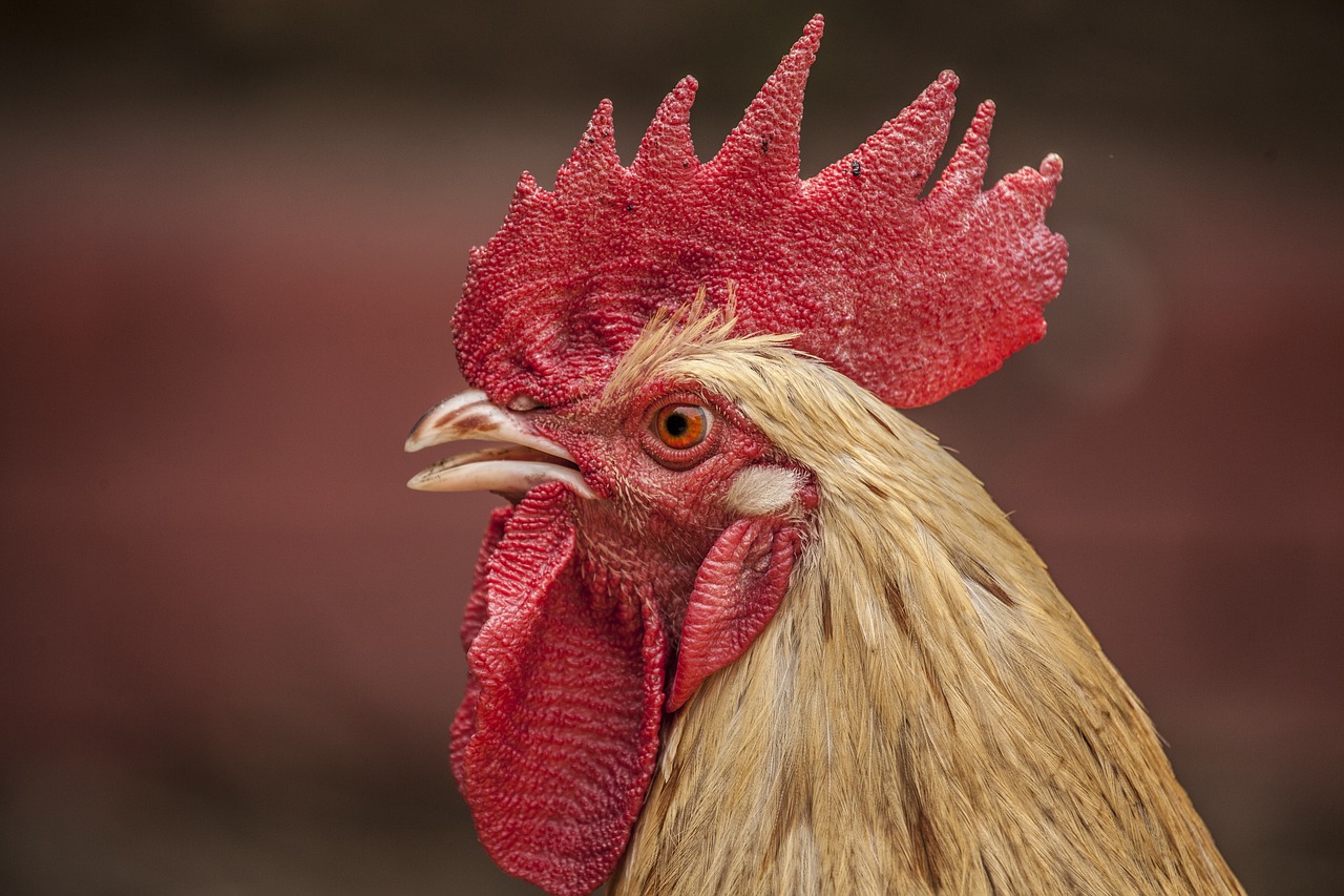 ¿Cómo se llama el ruido de un gallo?