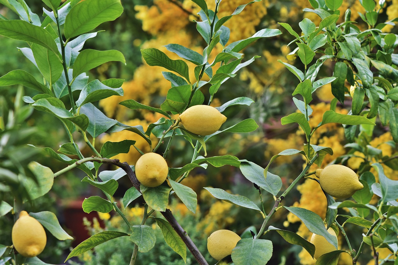 ¿Cuánto mide un limonero enano?