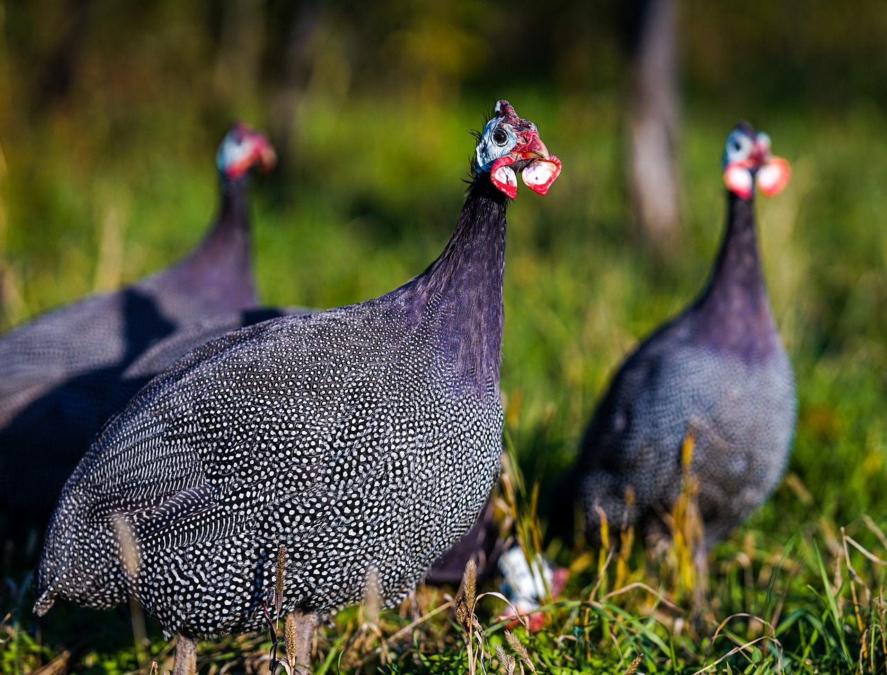 ¿Cuántos tipos de gallina de Guinea existen?