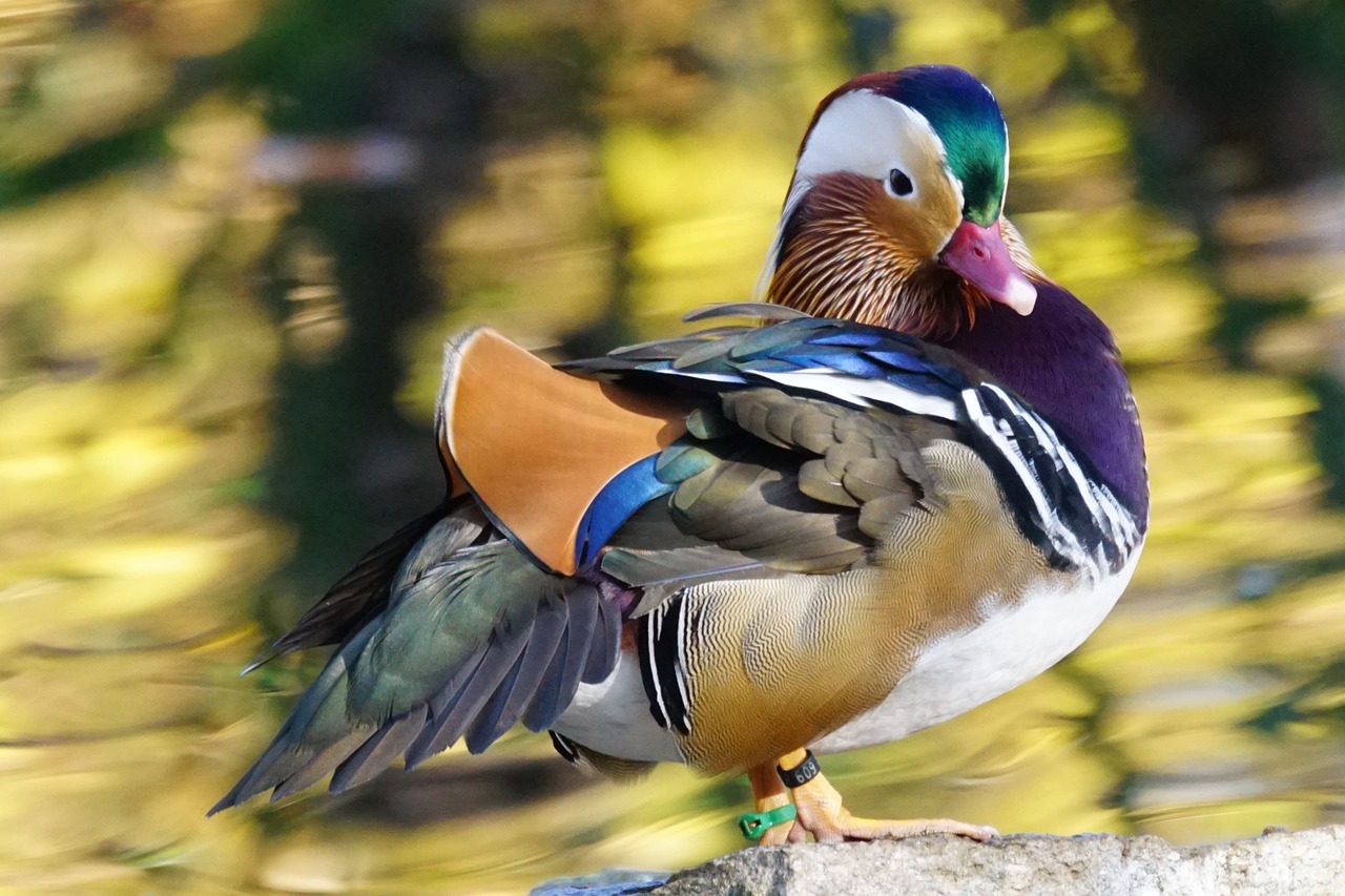 ¿Qué comen el pato mandarín?