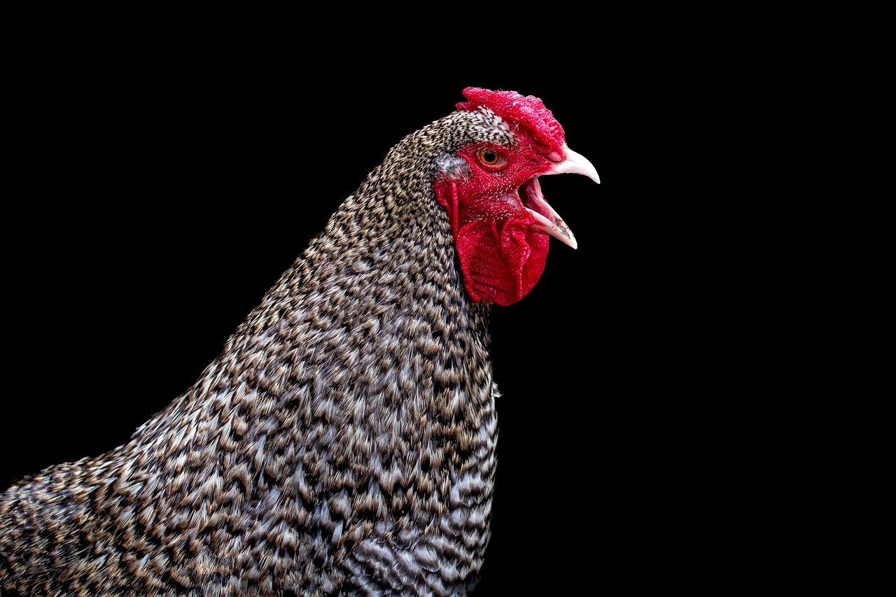 ¿Qué hora canta un gallo?