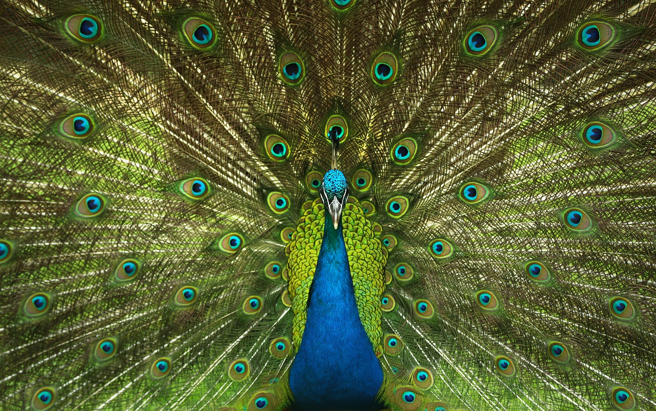 ¿Cómo es el desplazamiento del pavo real?