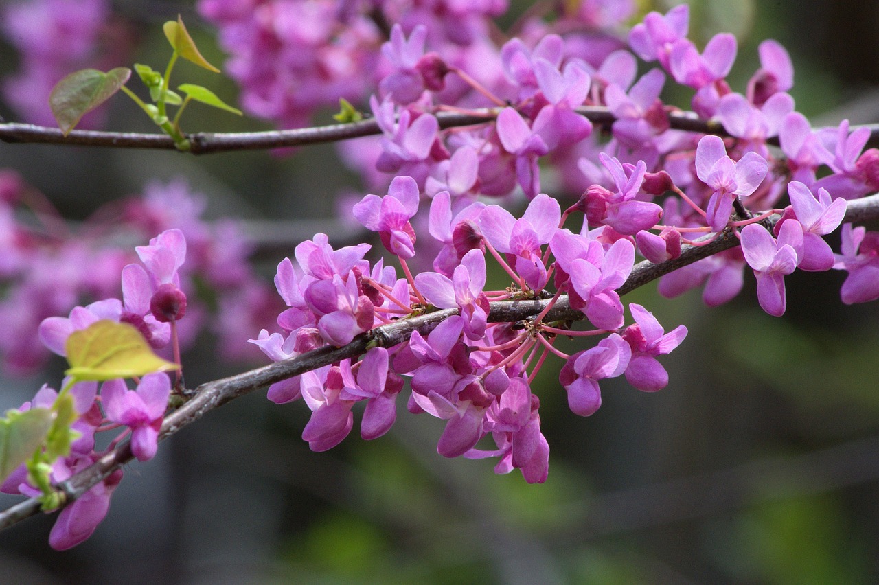 ¿Cuándo florece el Cercis?