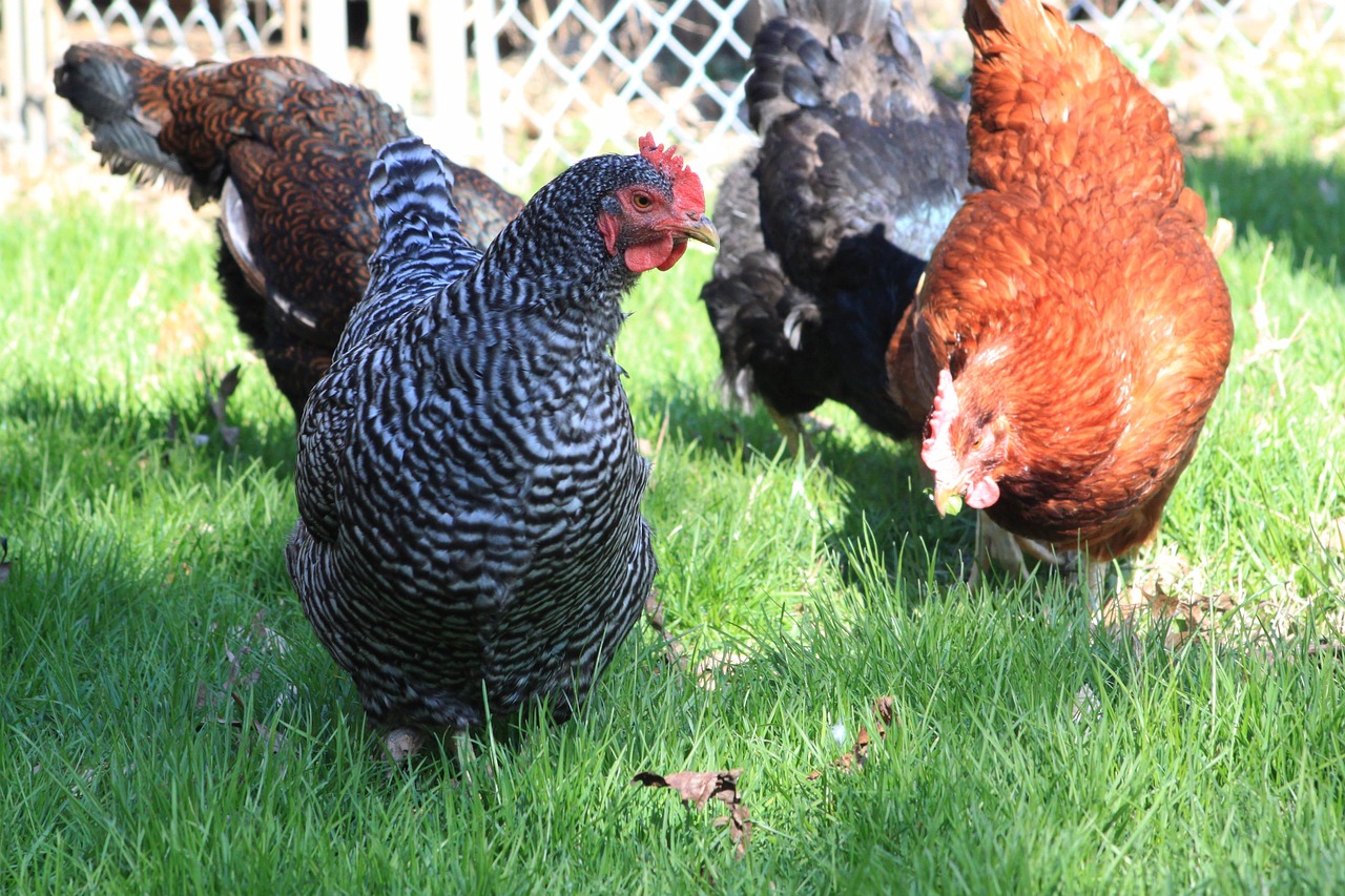 ¿Cuántos huevos al año pone la gallina Rhode Island?