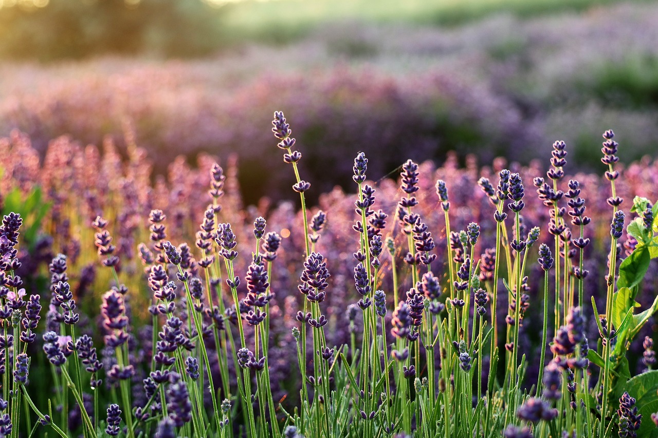 ¿Dónde se coloca la planta de lavanda?