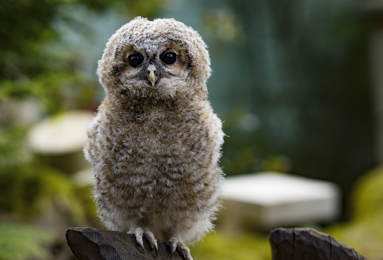 ¿Qué aves rapaces hay en España?