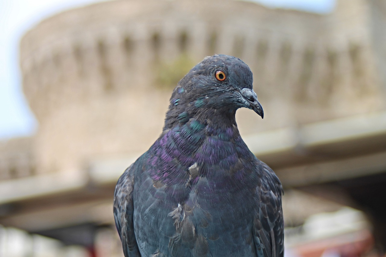 ¿Qué comen las palomas callejeras?