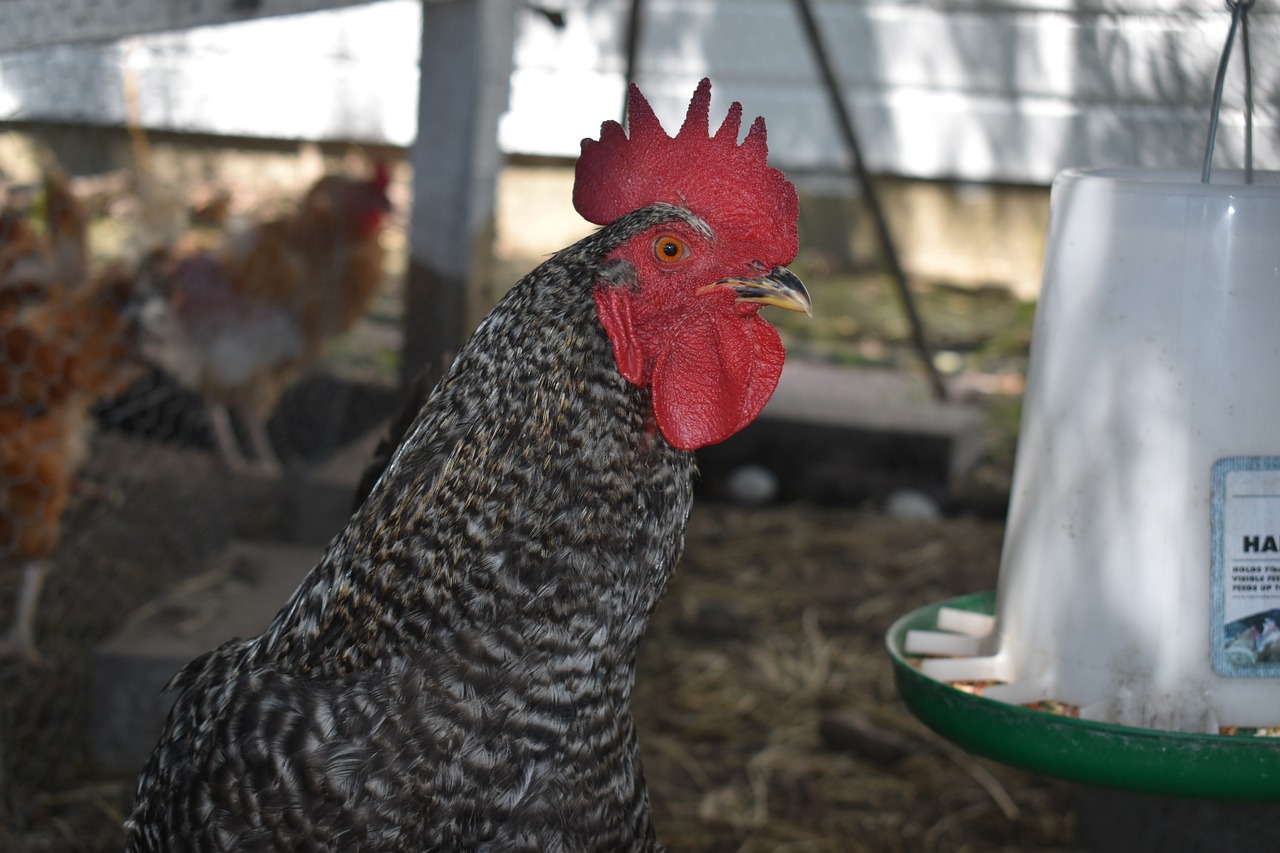 ¿Qué comida es mejor para gallinas?