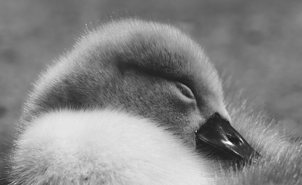 ¿Qué dice la teoría del cisne negro?