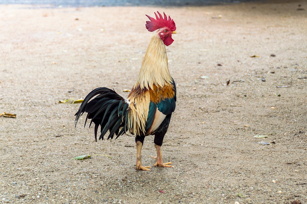 ¿Qué necesita un gallo de pelea?