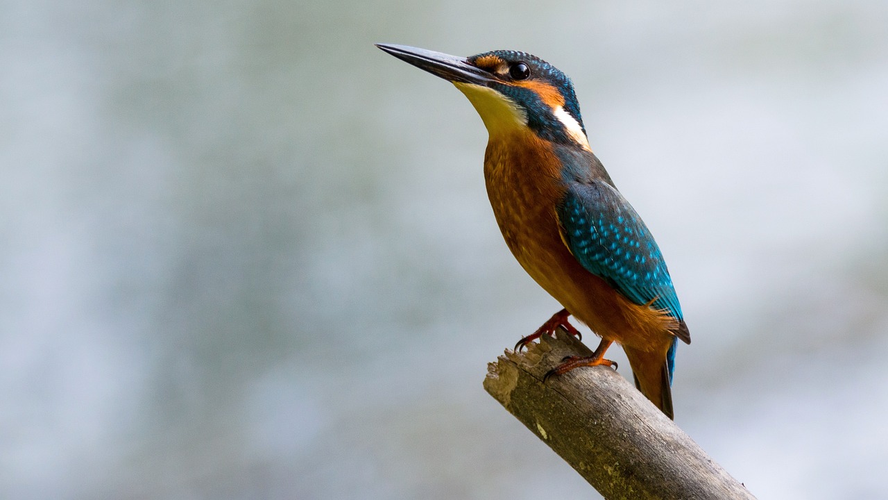 ¿Qué pasa si un pájaro tiene aire en el buche?