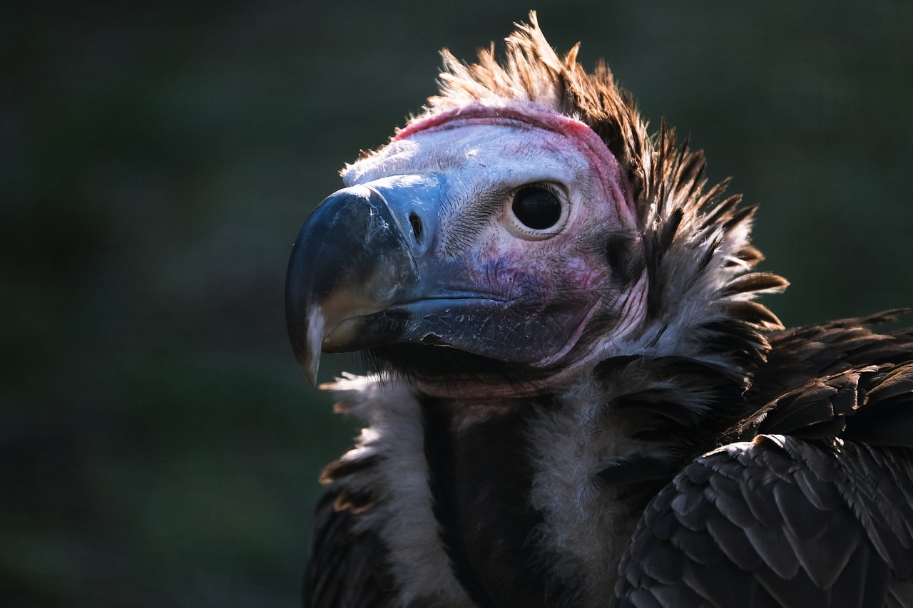 ¿Cómo ahuyentar a las aves rapaces?