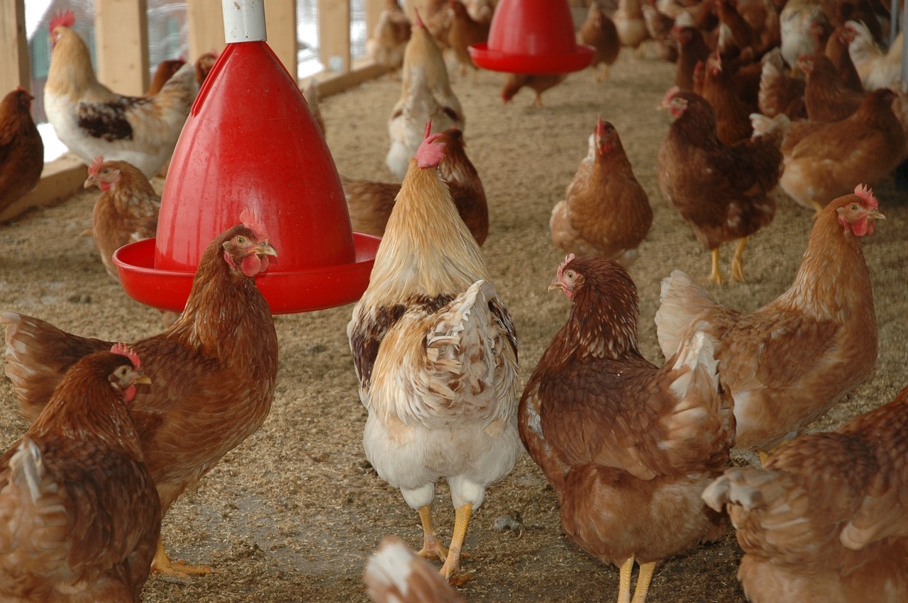 ¿Como debe de ser el suelo de un gallinero?