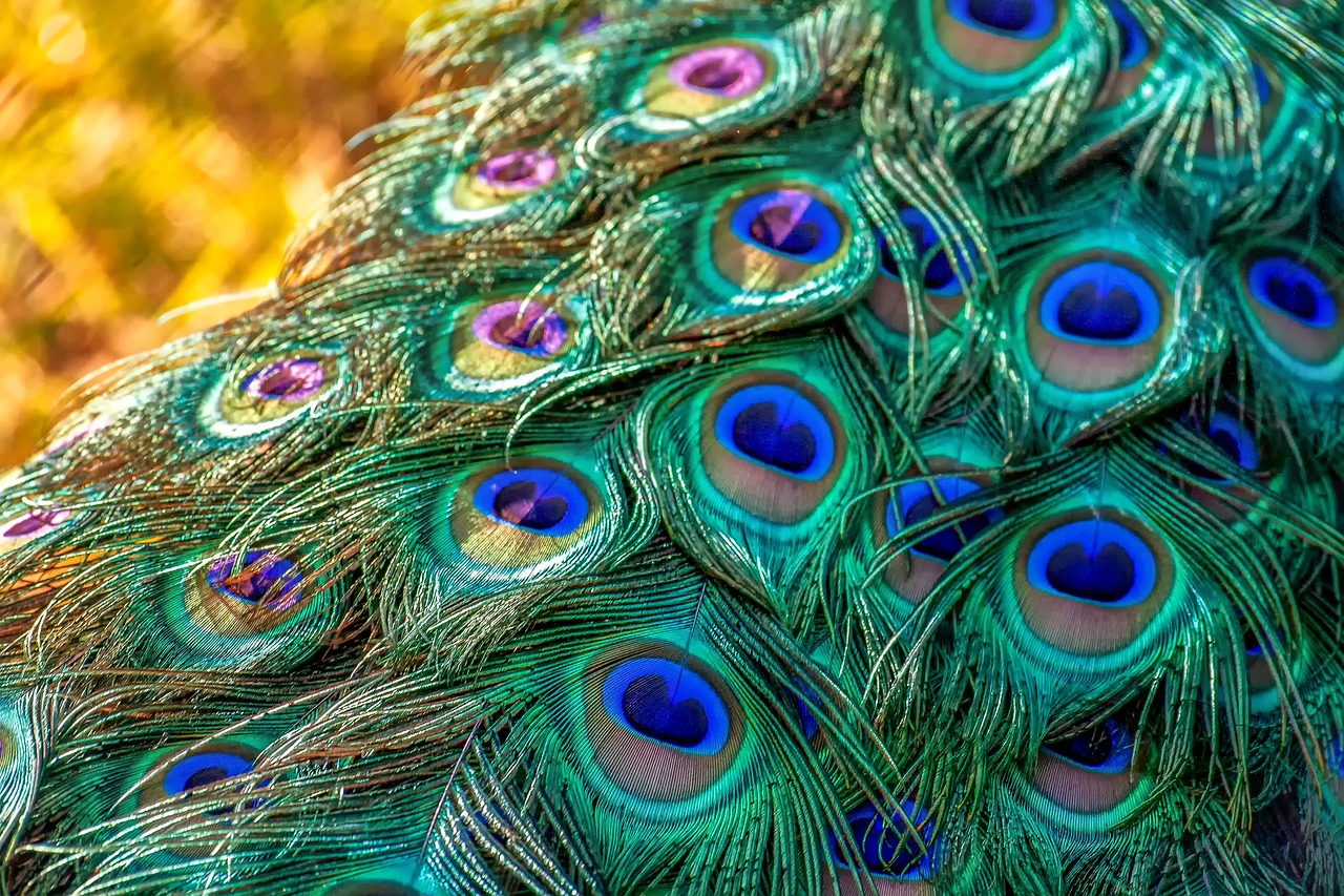 ¿Cuánto tarda en crecer un pavo de granja?