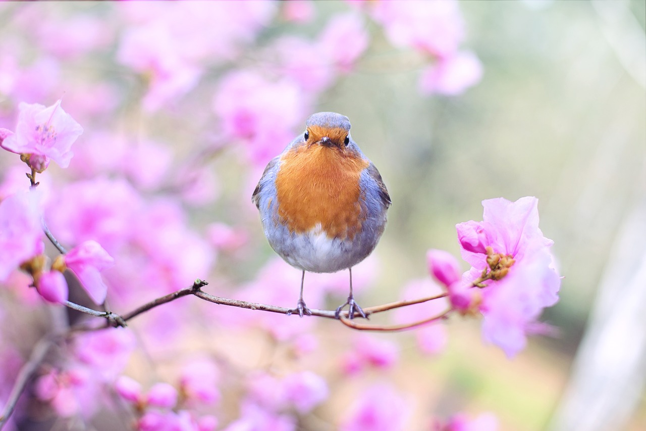 ¿Qué aves se comen en España?