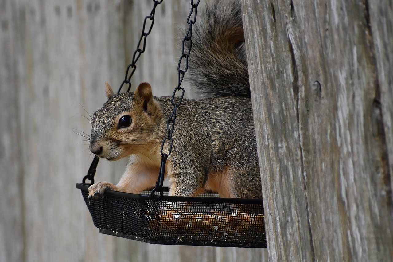 ¿Qué es alimentan los animales?