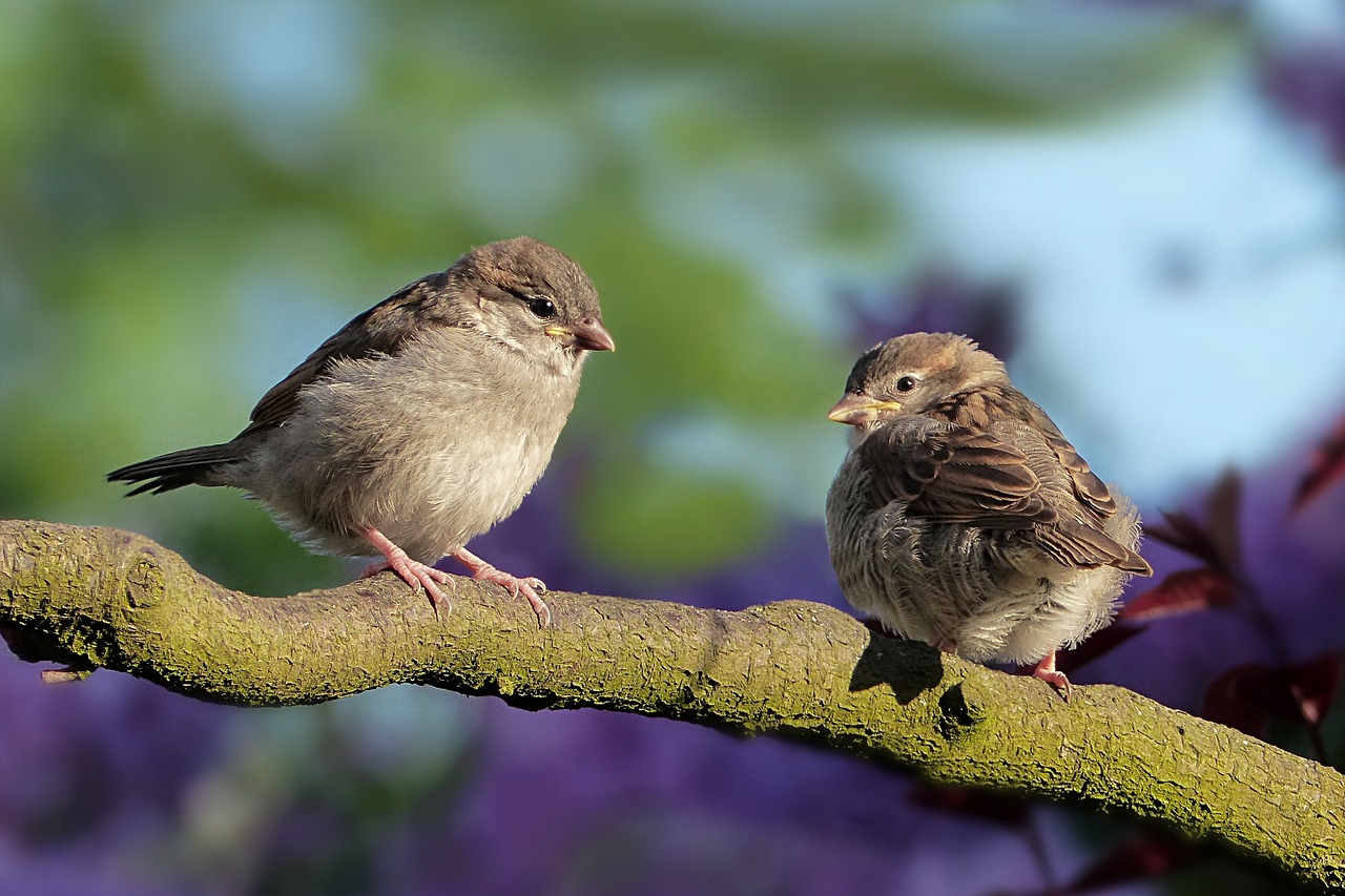 ¿Qué hace el proventrículo de las aves?