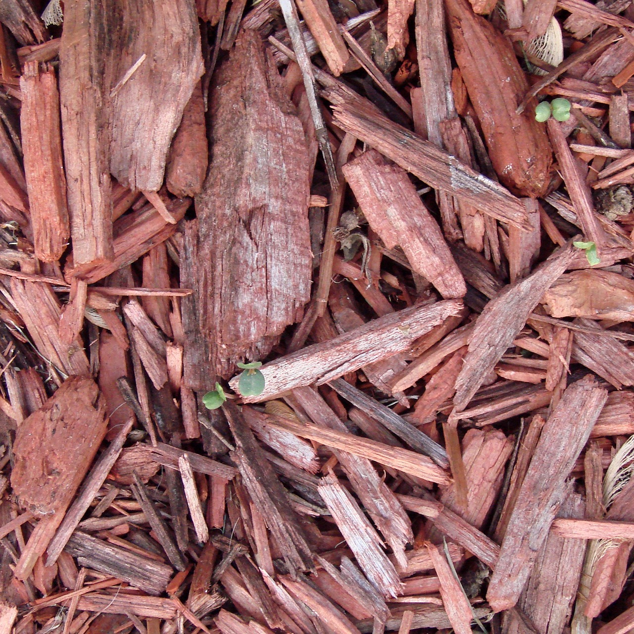 ¿Qué hacer si mi compost se llena de gusanos?