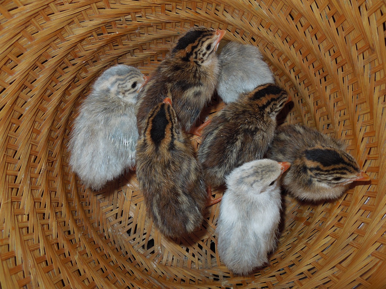 ¿Que se le da de comer a un pollito recién nacido?