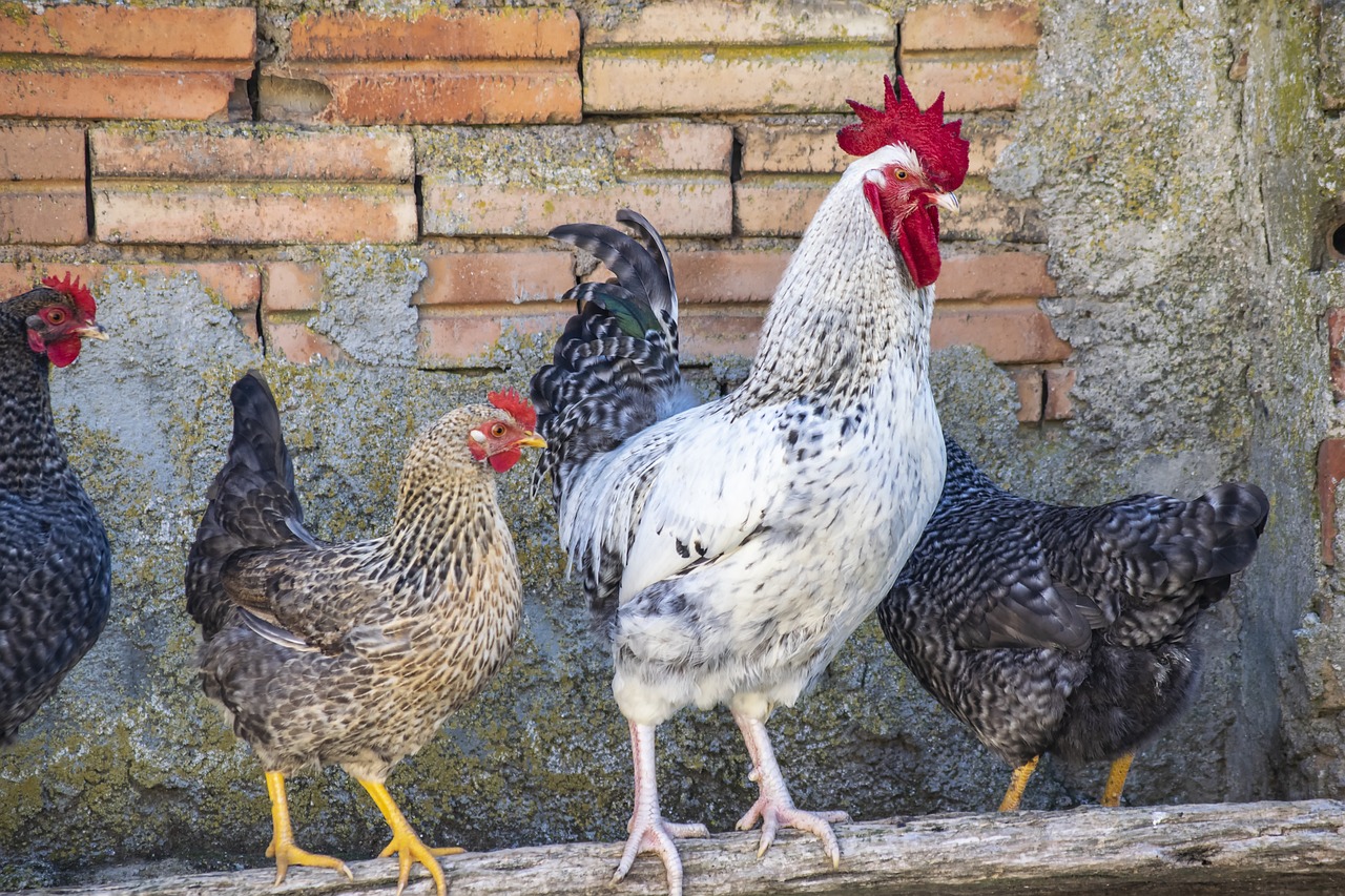 ¿Qué tipo de malla para gallinero?