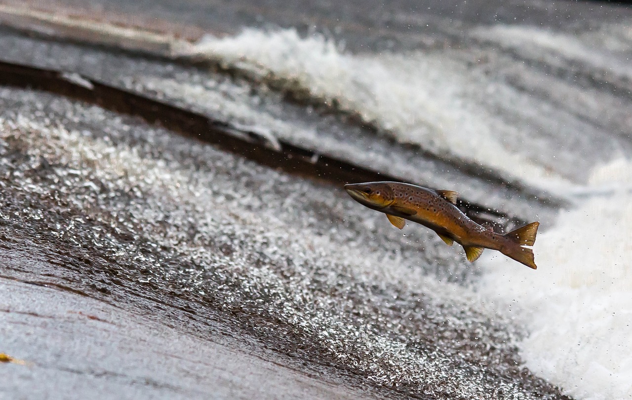 ¿Cómo se llama el animal que come peces?