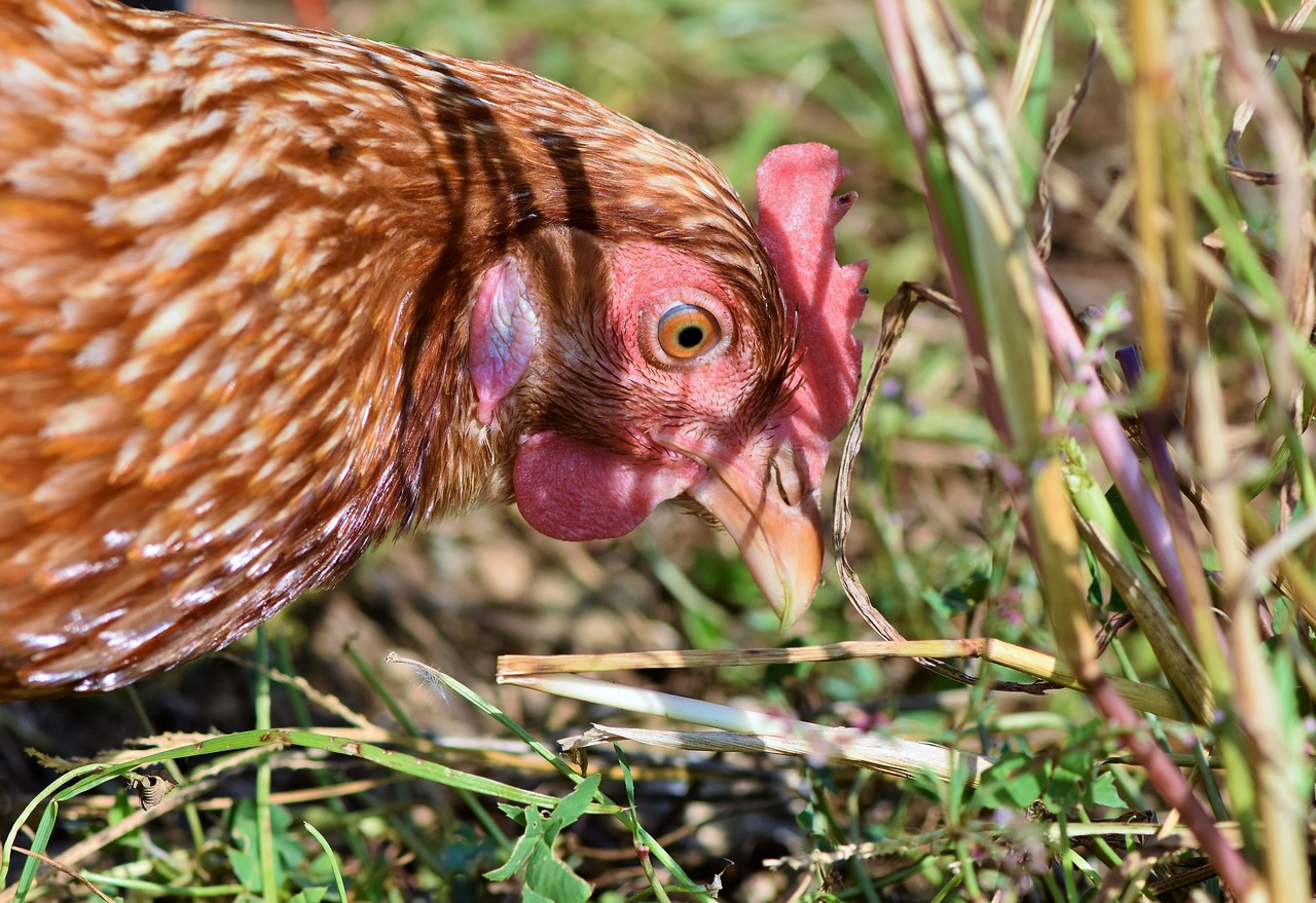 ¿Por qué una gallina joven deja de poner huevos?
