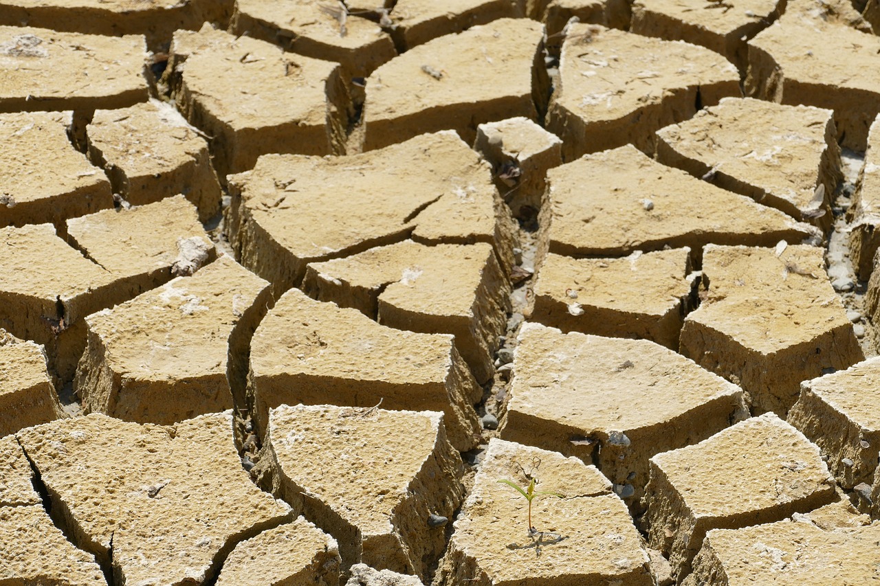 ¿Qué alimentos no se pueden deshidratar?