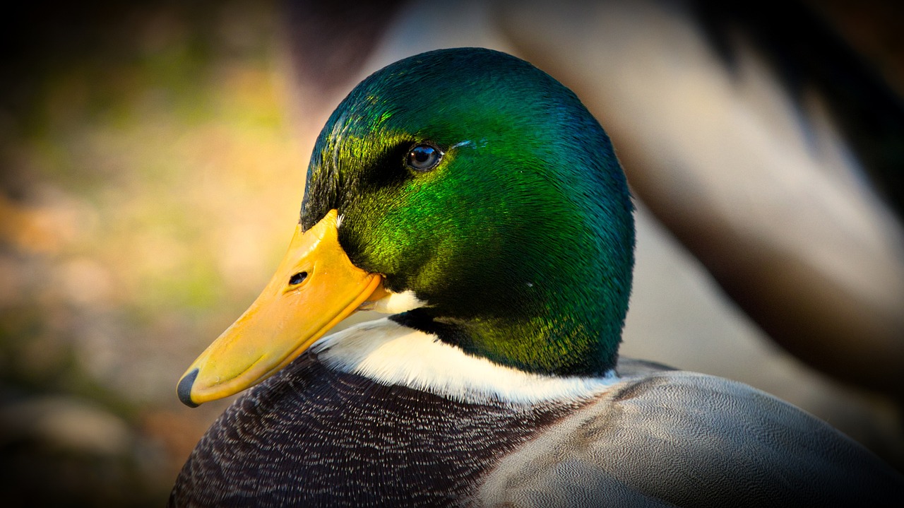 ¿Qué diferencia hay entre un pato macho y una hembra?