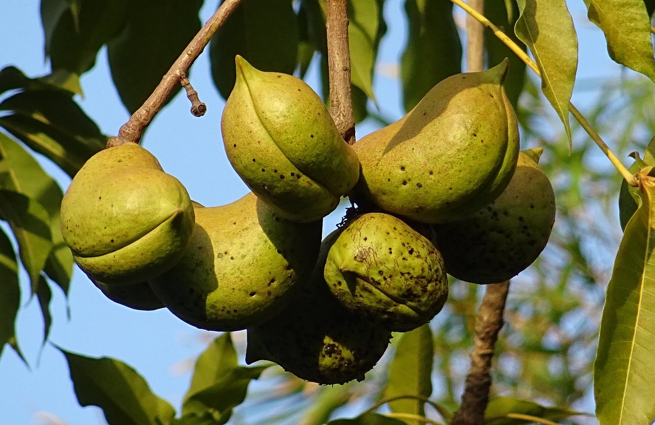 ¿Qué es un avellano silvestre?