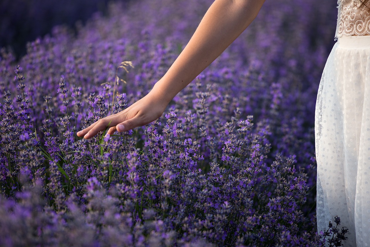 ¿Qué significa tener una planta de lavanda en la casa?