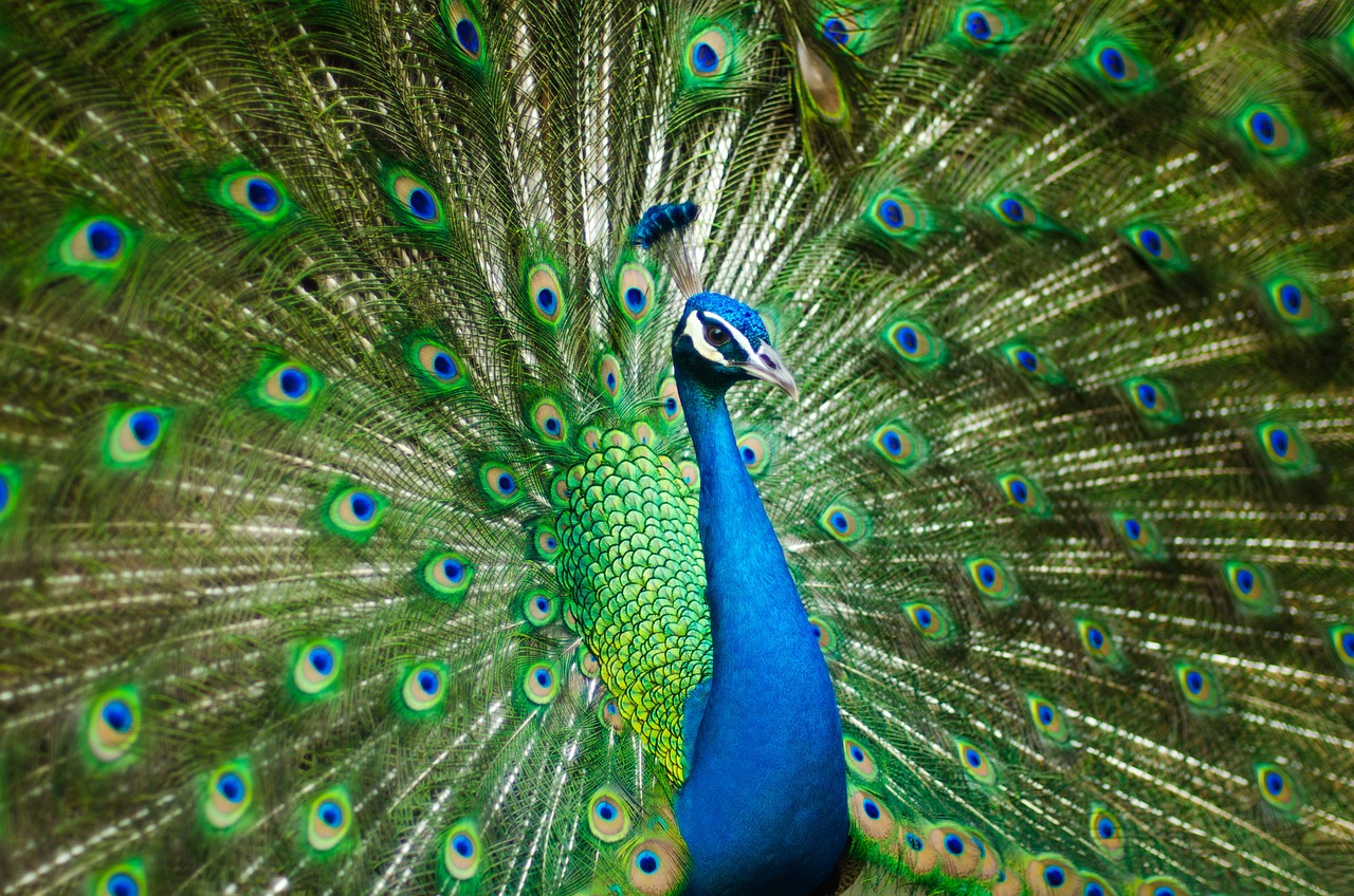 ¿Cómo se llama el animal q se parece al pavo?