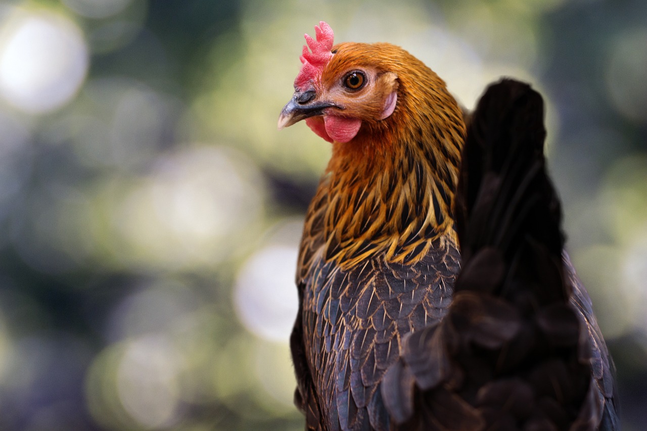 ¿Cómo se llaman las gallinas salvajes?