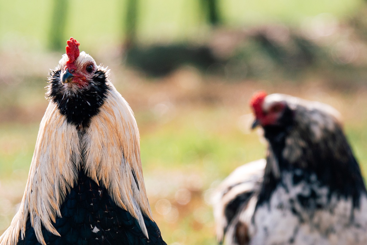 ¿Cómo son los huevos de las gallinas araucanas?