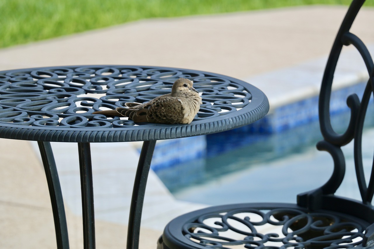 ¿Cuántas palomas caben en un palomar?