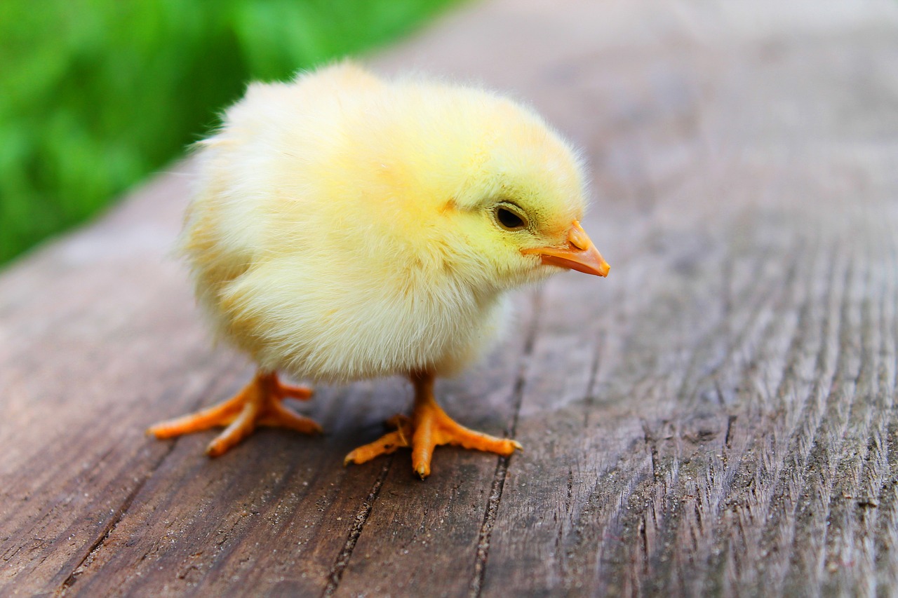 ¿Cuánto come un pollito bebé por día?